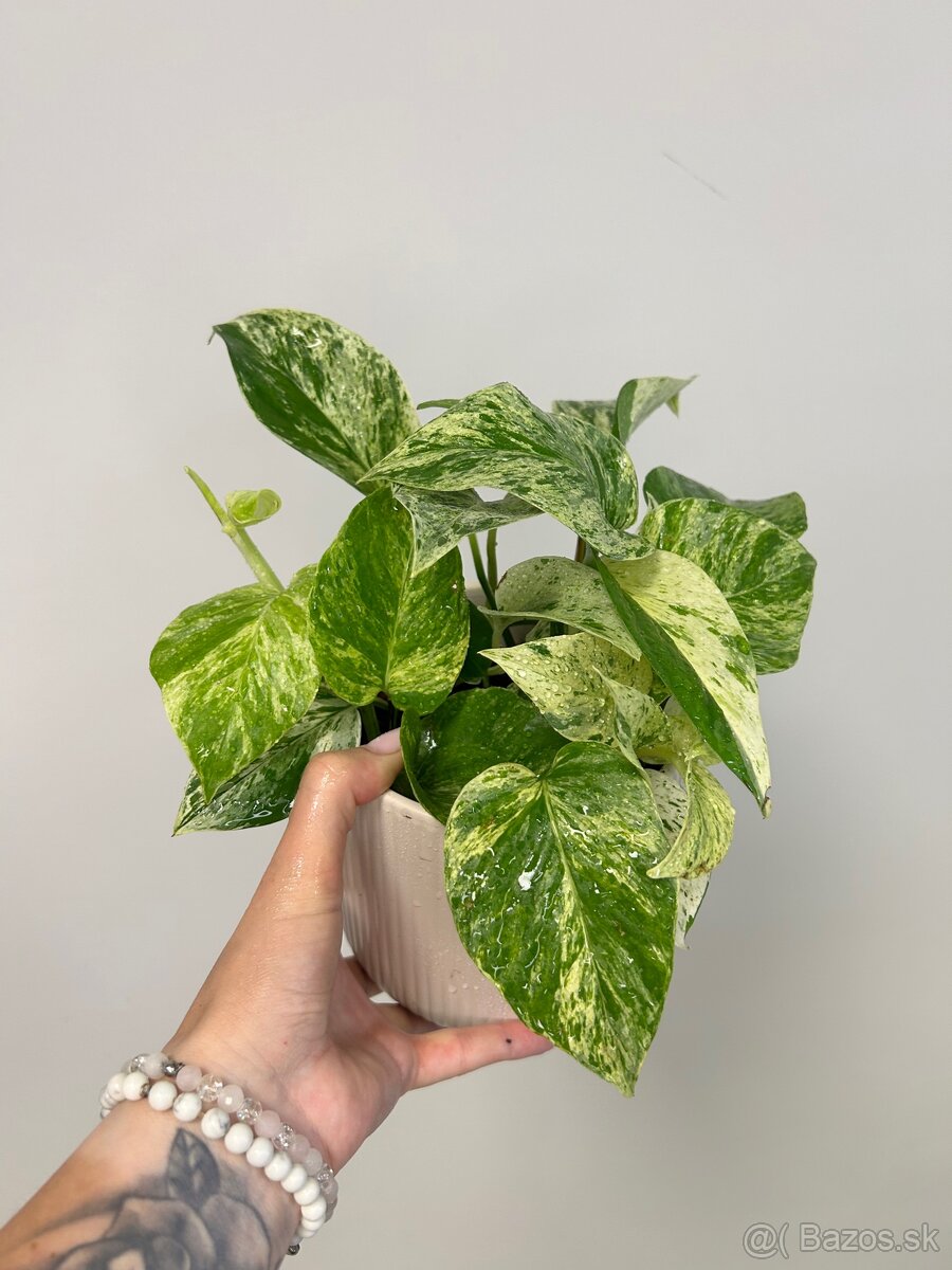 Epipremnum aureum ‚Marble Queen‘ - 4