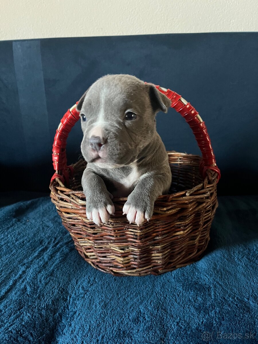 American Bully - 4