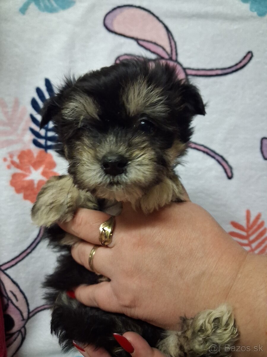 Yorkshirsky terier biewer - 4