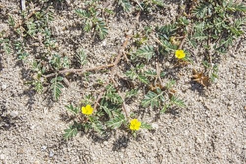 kotvičník zemný - semená - 4