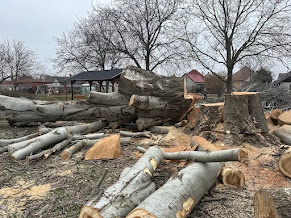 Arboristika, výrub a orez stromov - 4