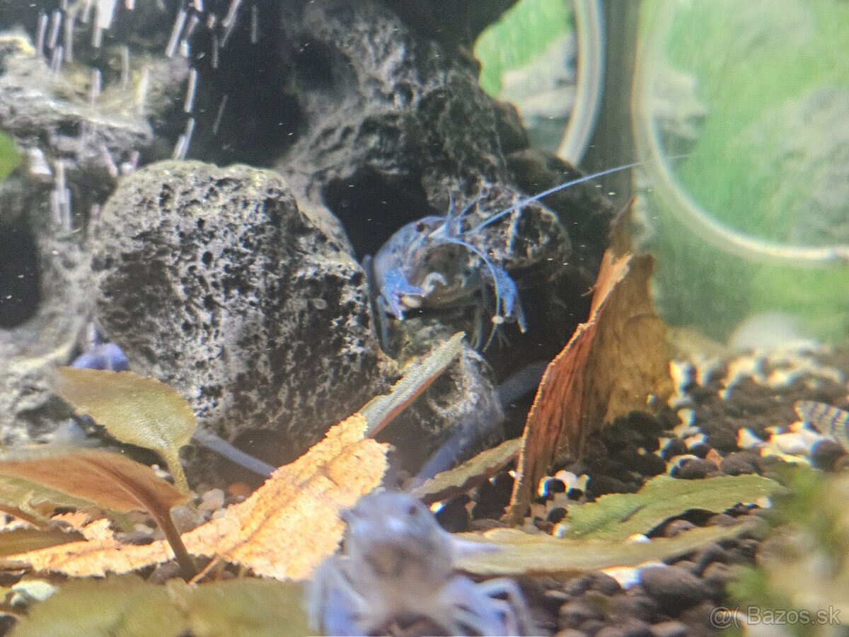 Rak Floridsky Procambarus alleni - 4