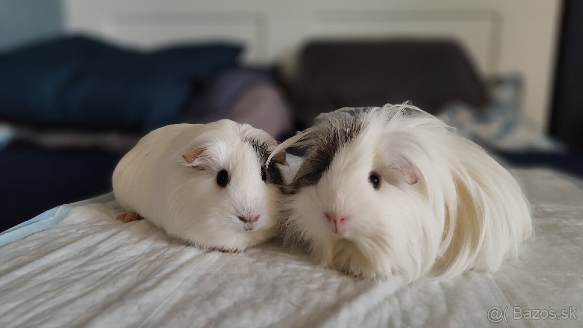 Morské prasiatka - 4