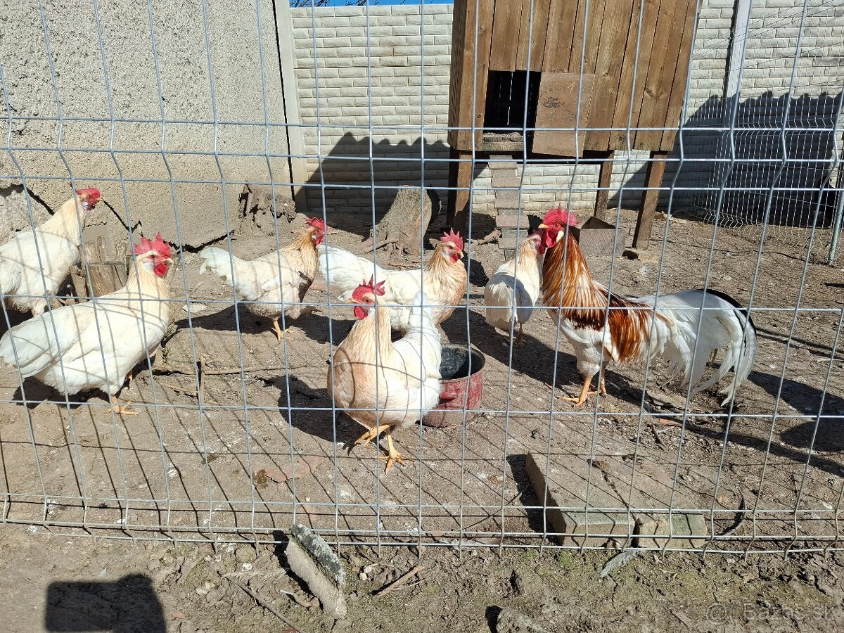 Vlaška červenosedlatá - 4