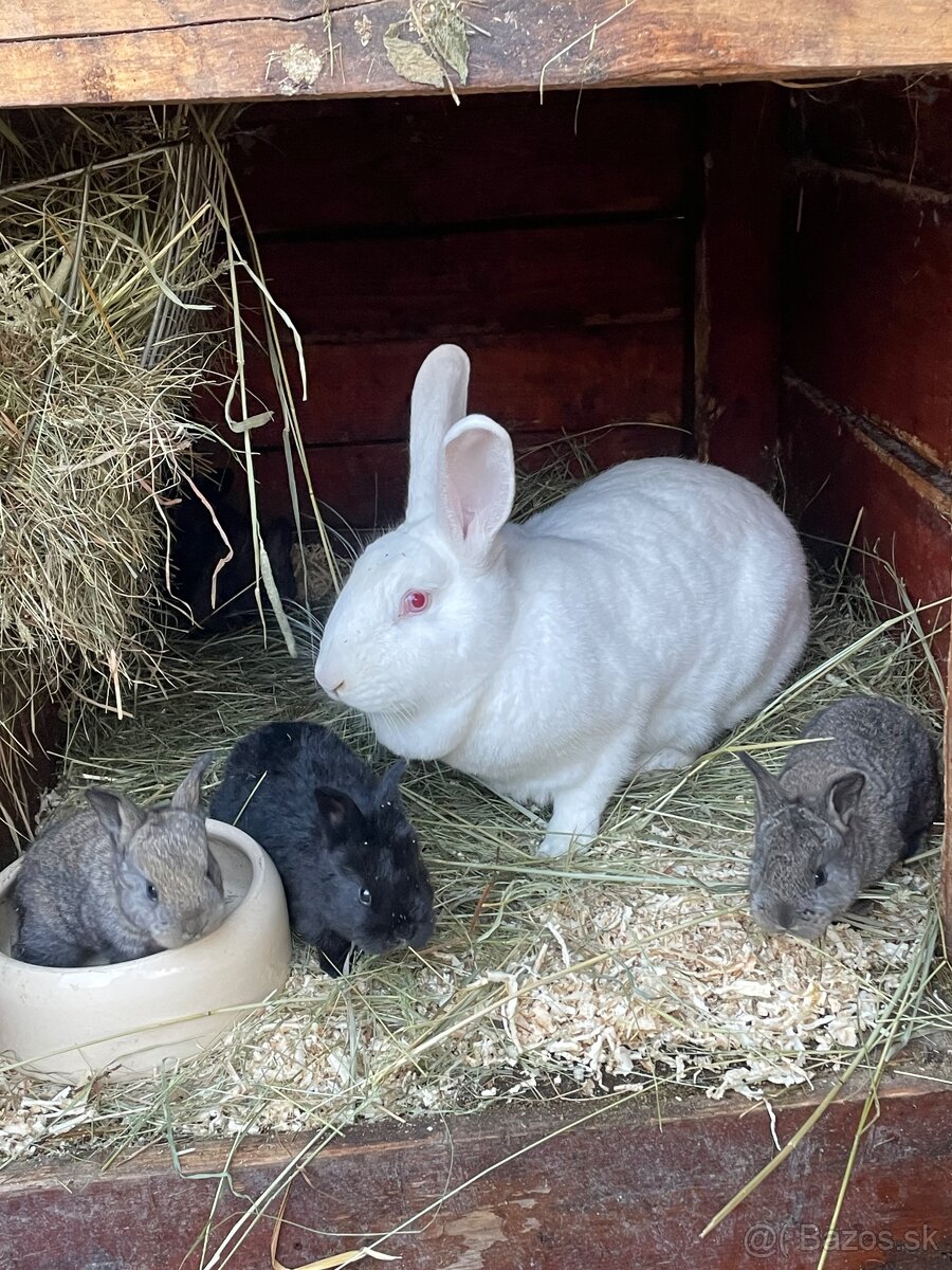 Predám VSS +Hyla - 4