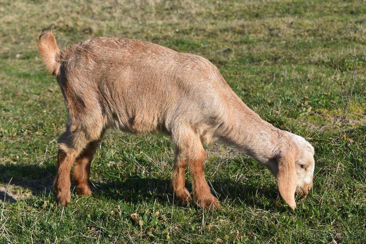 Predam Anglonubijske kozliatka - 4