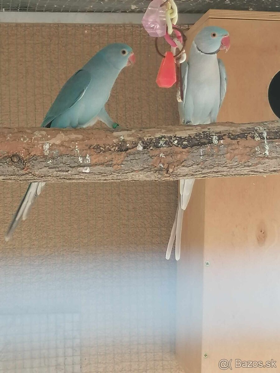 Alexander malý modrý .Samček aj Samička. - 4