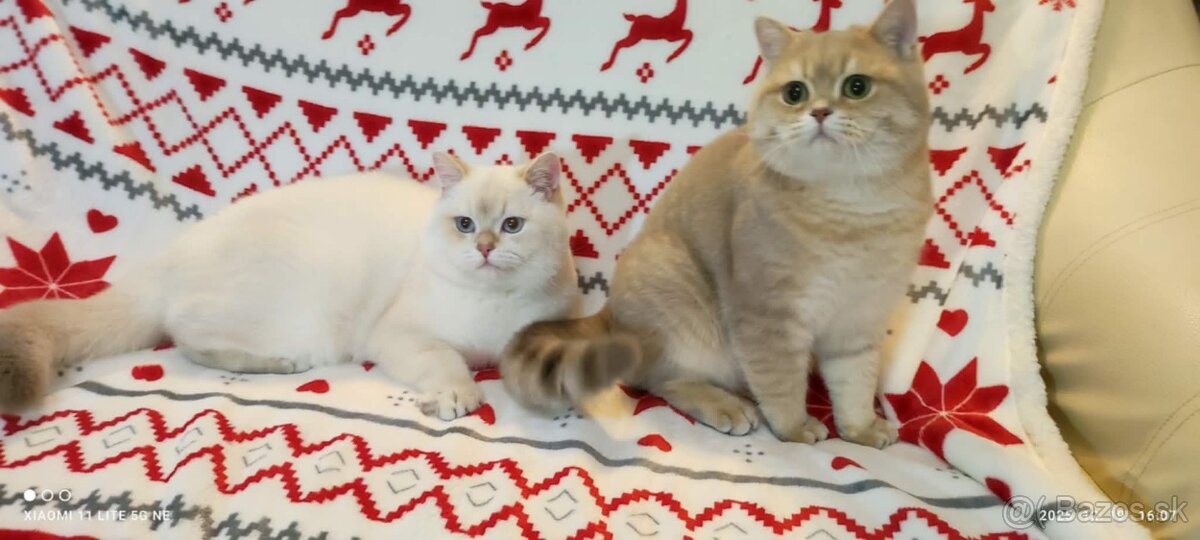 Britské mačiatka❤️ s PP extra kvalita - 4