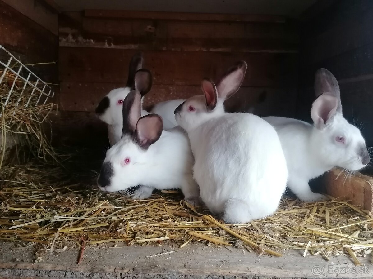 Burgudske králiki Hyla králiki - 4