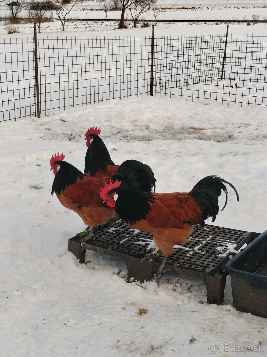 Forverka kohúty - 4