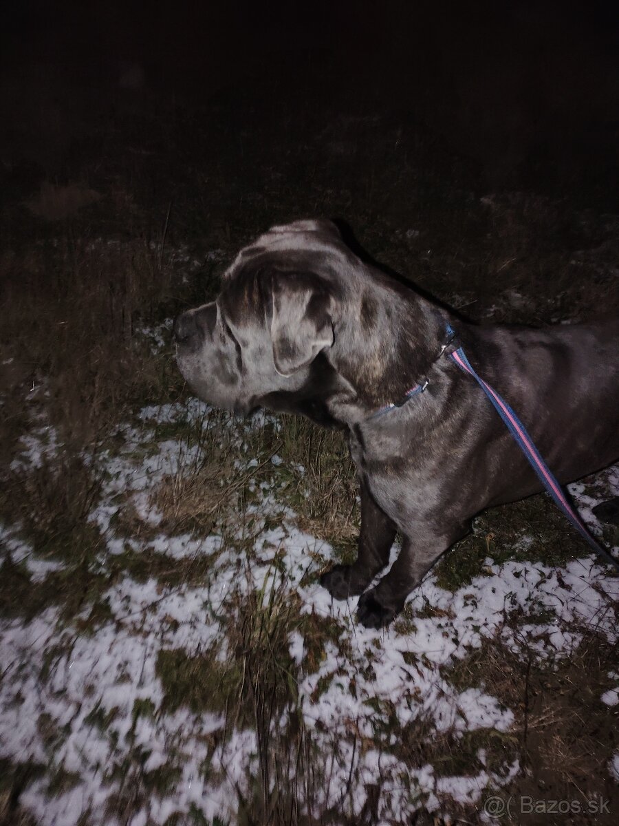 Darujem Cane Corso - 4