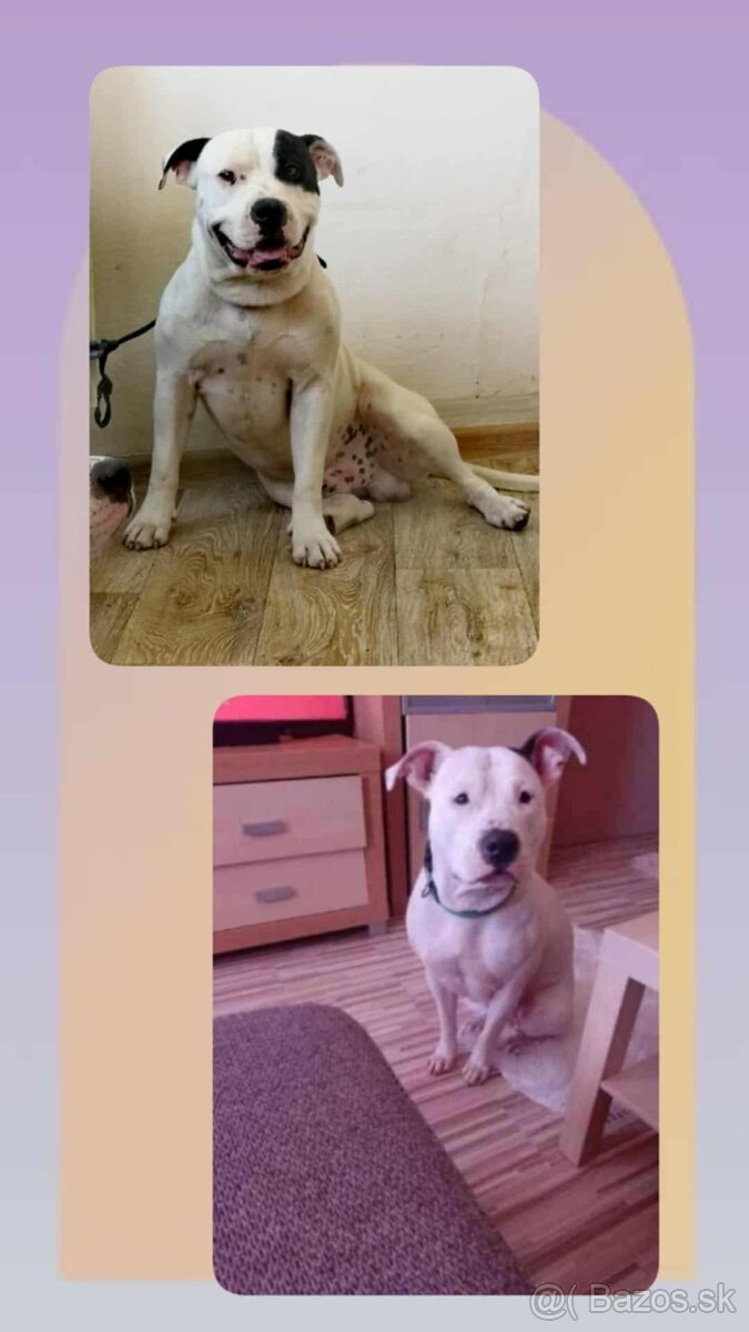 Americký stafordšírsky teriér - 4