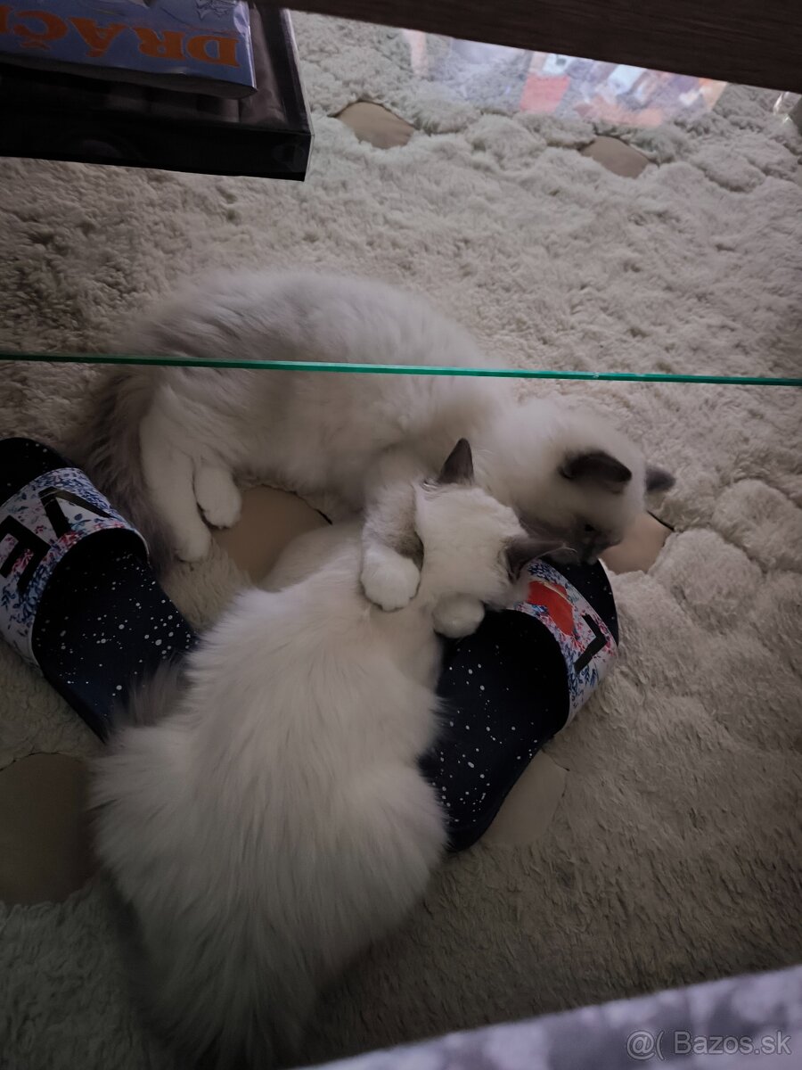 Predám Mačičku s kocúrom Ragdoll - 4
