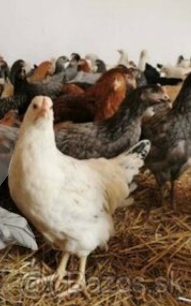 17tyždnove mladé nosnice a kohúty - 4