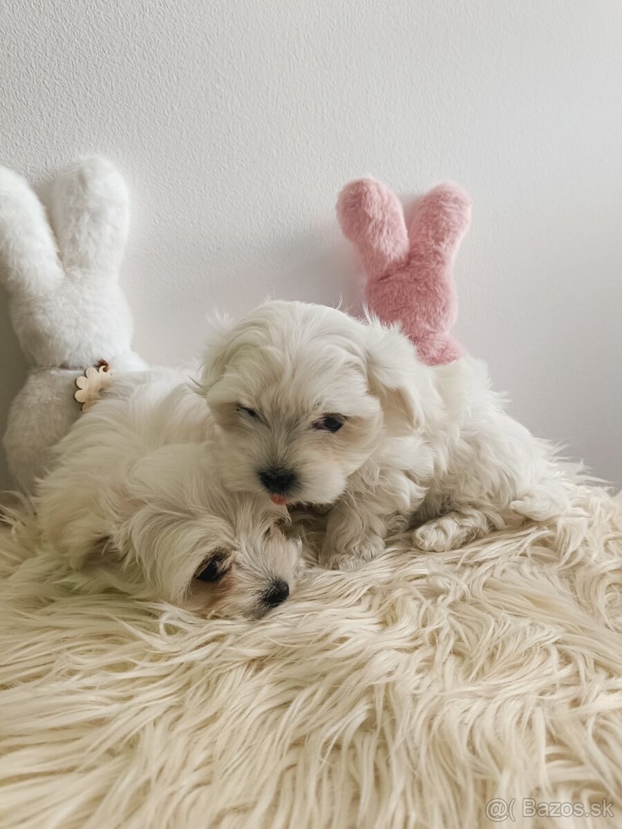Maltezak, mini maltezak - 4
