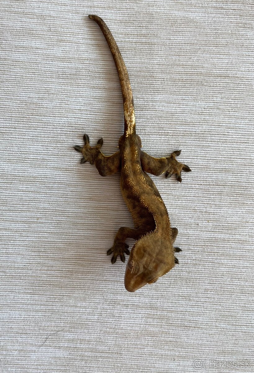🦎 Predám pagekona riasnatého s teráriom - 4