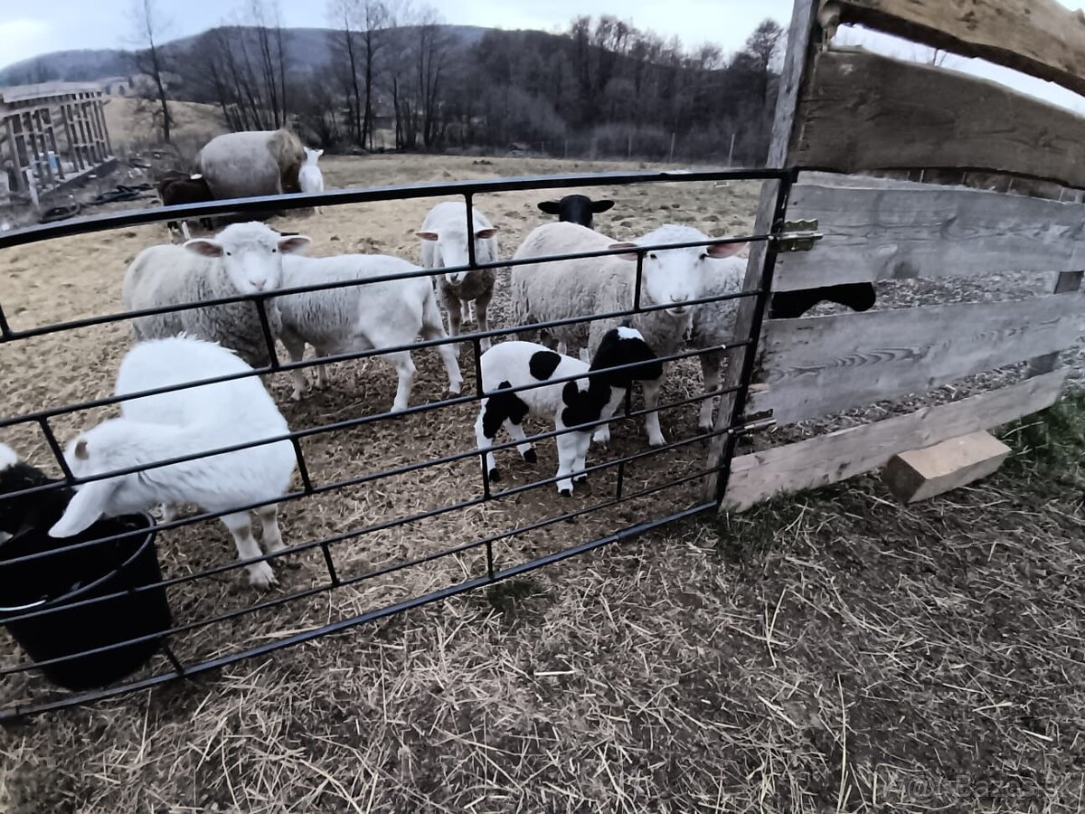 Predám ovce, kozy a jahnata plemeno Dorper - 4