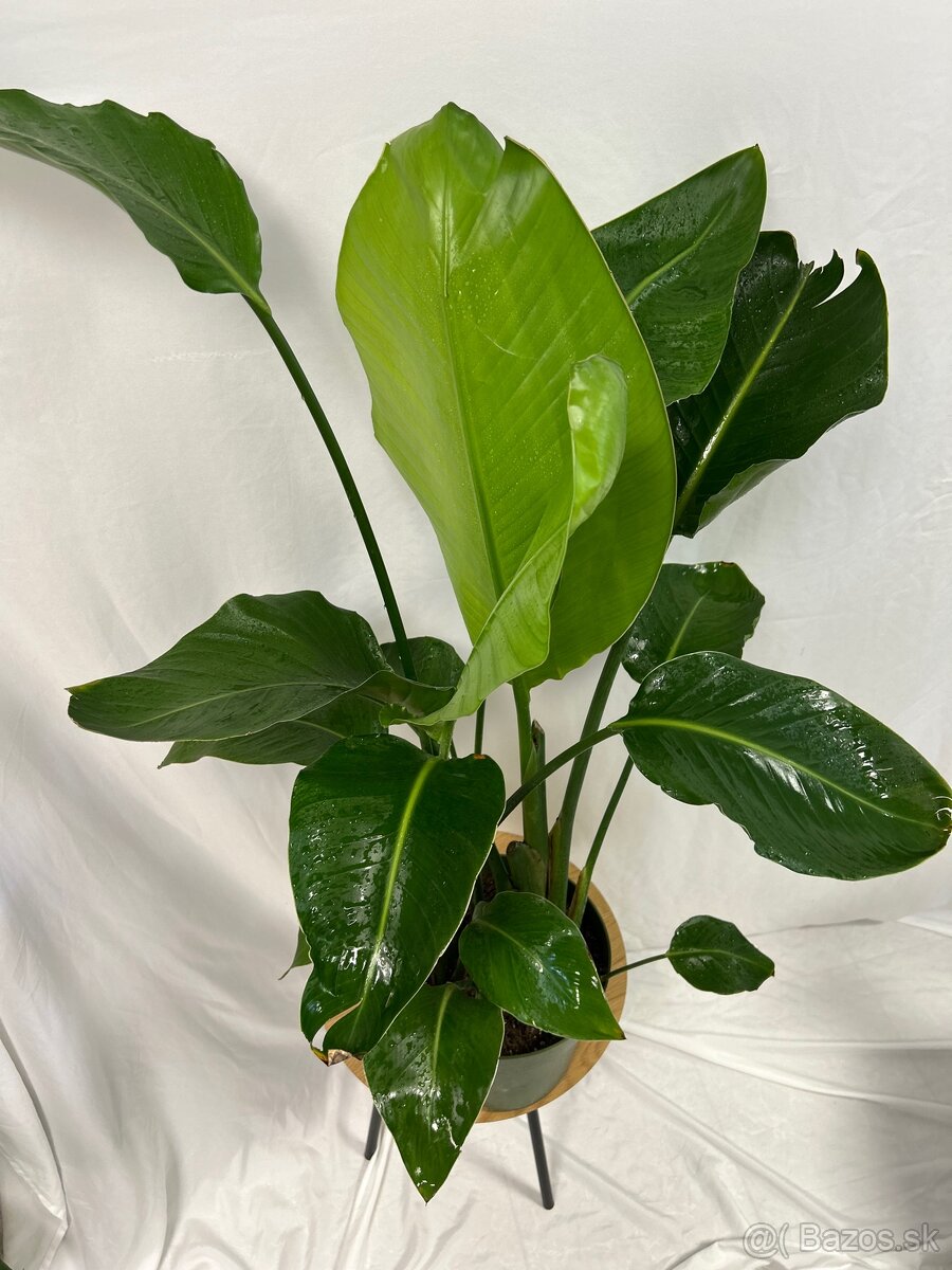 Strelitzia Nicolai (100 cm) - 4
