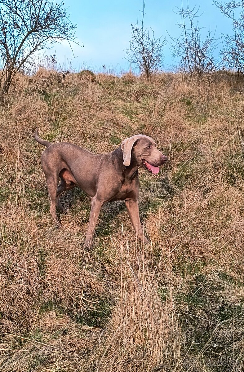 Weimarský stavač - 4