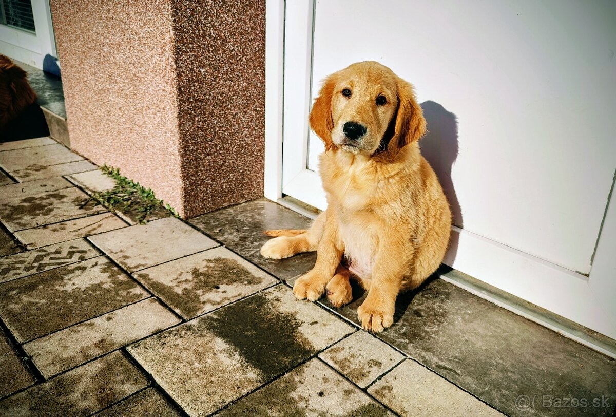 Šteniatka Golden/Zlatý retriever - 4
