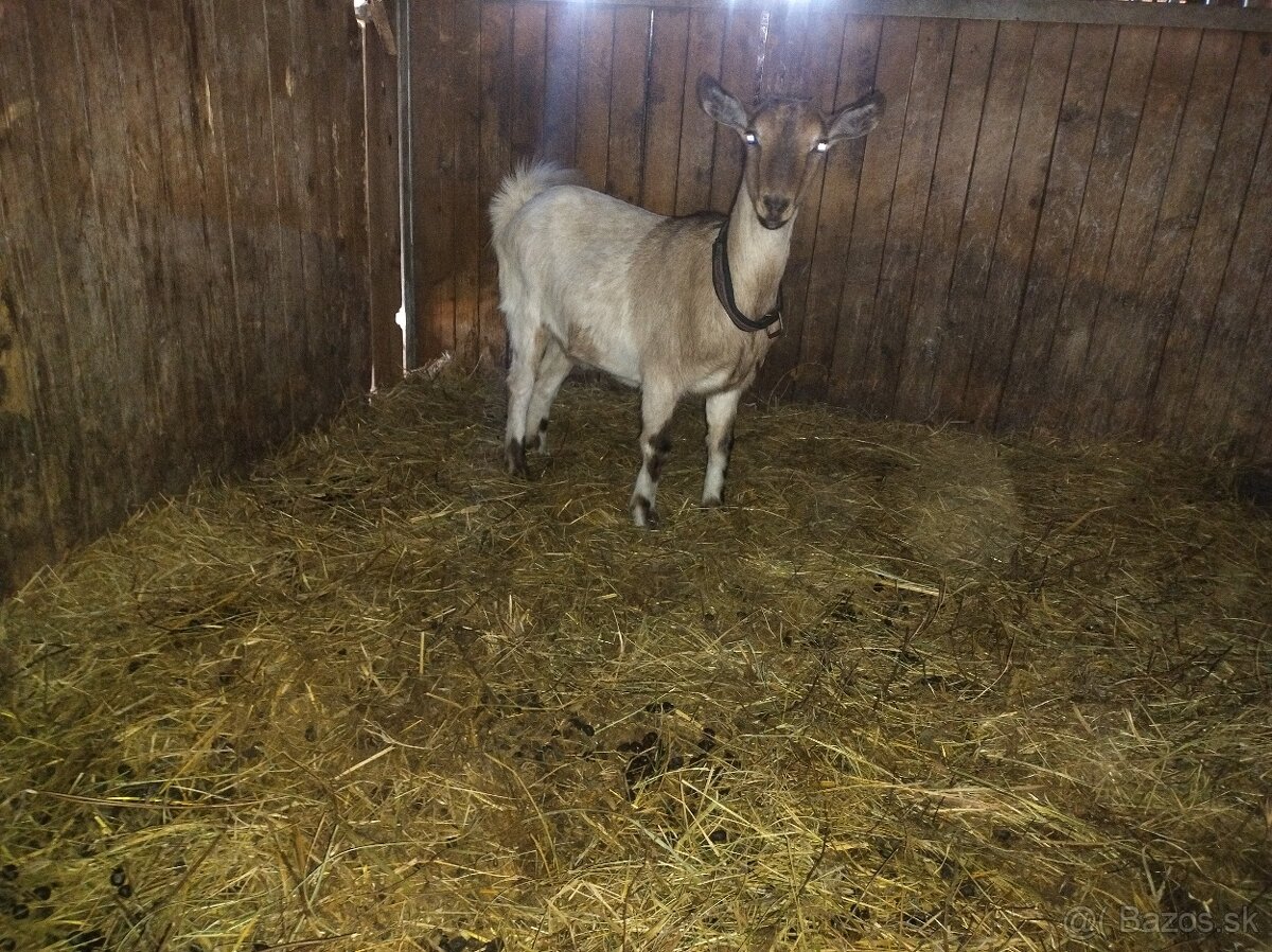 Predám kozu - 4