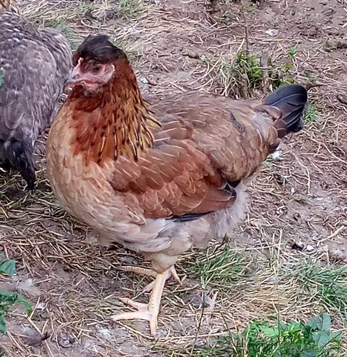 NV zelené green shell - 4