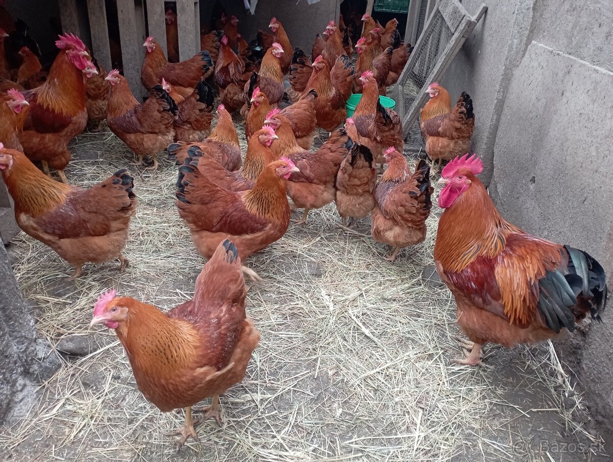 Násadové vajcia Hempšírky - 4