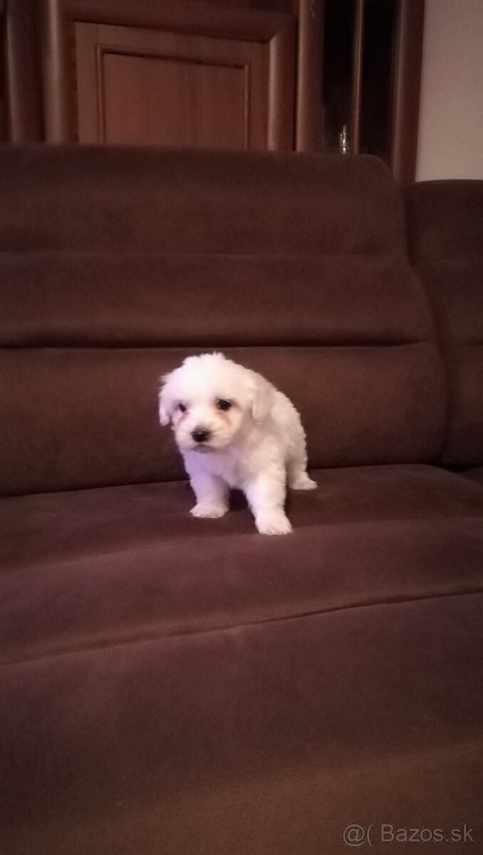 Maltezák malého vzrastu - 4