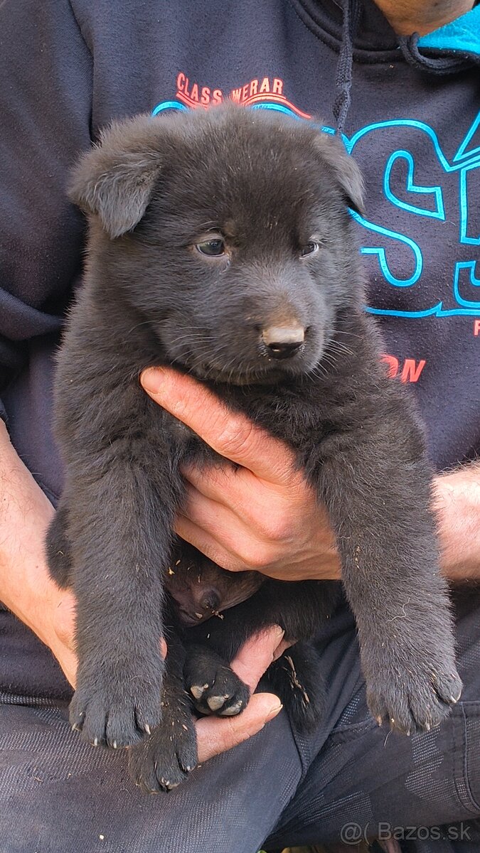 Nemecký ovčiak šteniatka - 4