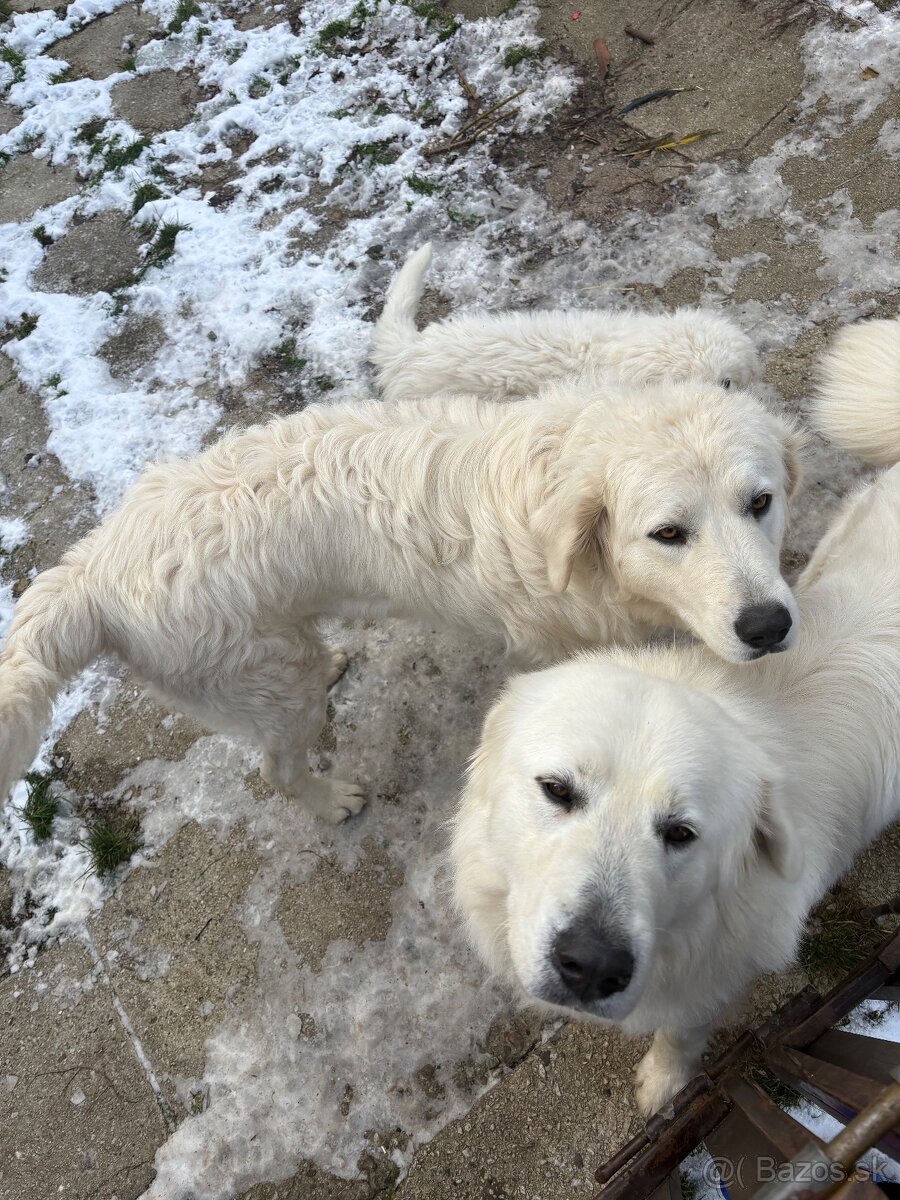 Slovenský čuvač šteniatko - 4