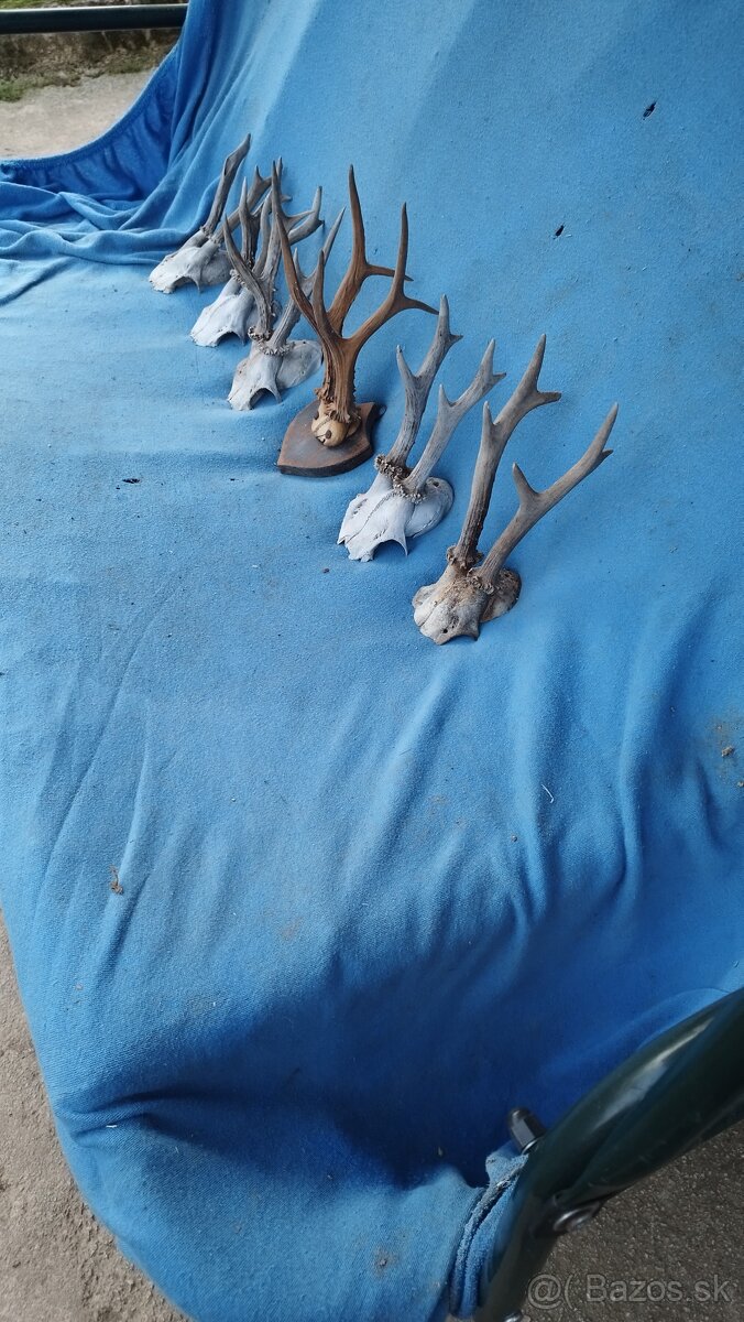 Predám srnčie trofeje parožie, zhody, srnčie. - 4