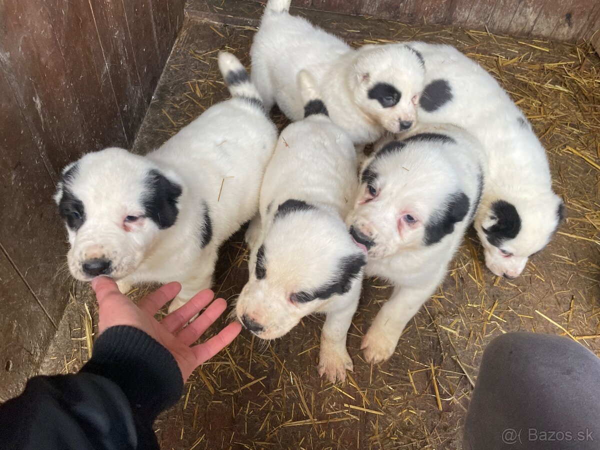 Stredoázijský ovčiak - 4