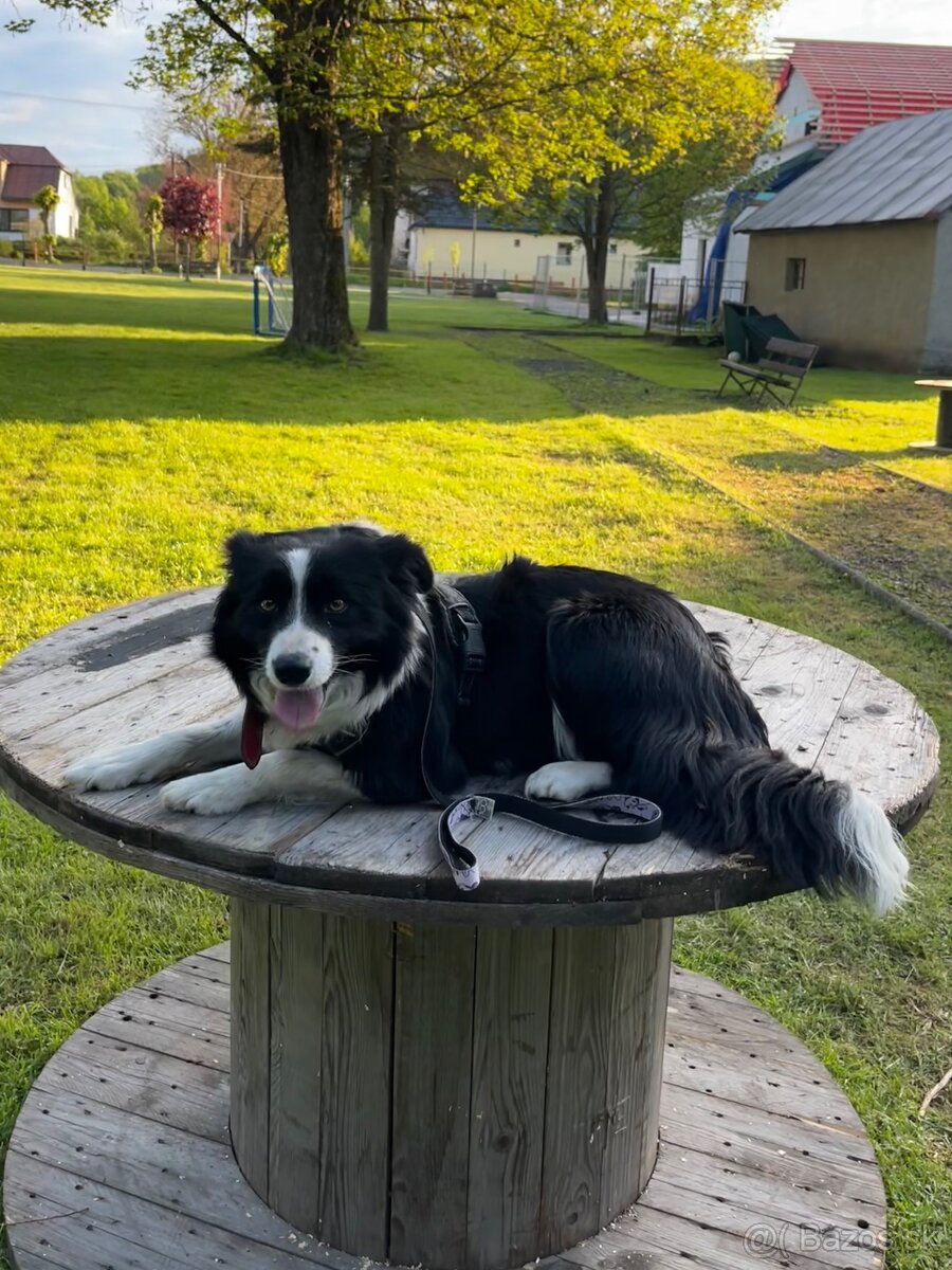 Predám šteniatka border kólie. - 4