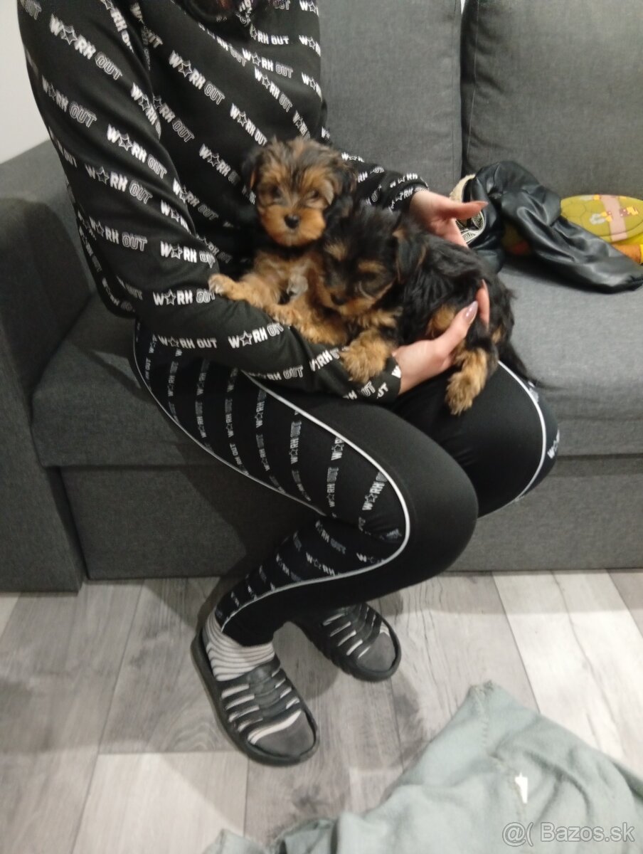 Yorkshire teriér šteniatko na predaj - 4