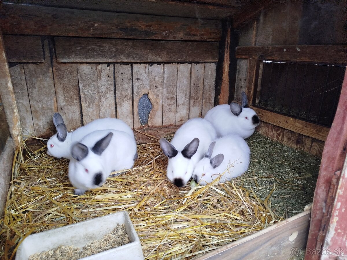 Kalifornský králik - 4