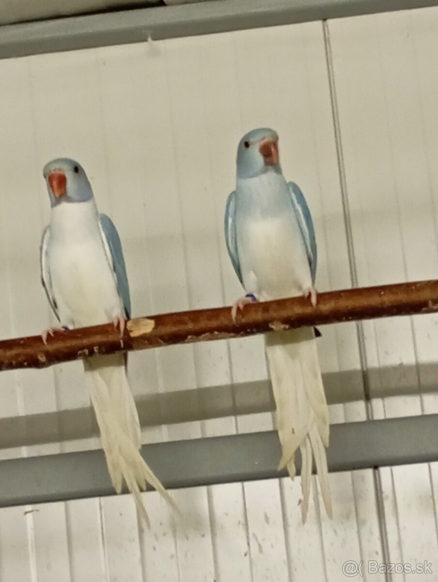 Alexander malý opalin HCH - 4