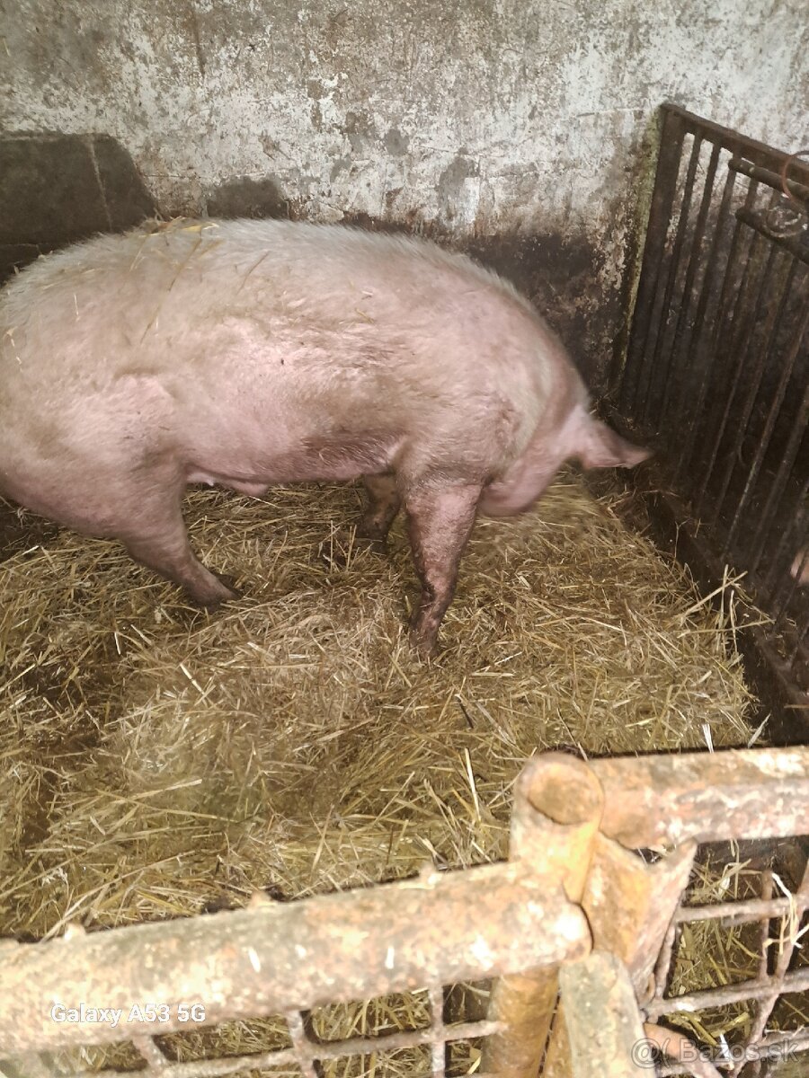 Predam prasta 200 kg váha - 4