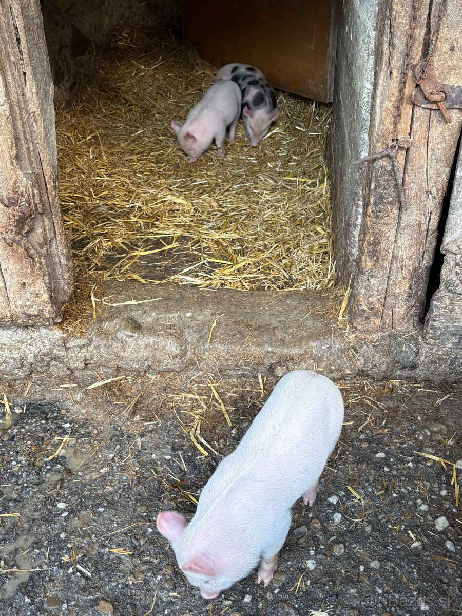 Predám odstávčatá - 4