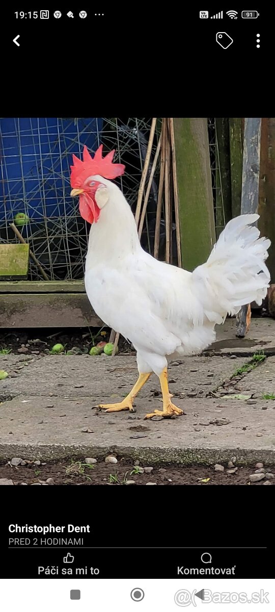 Ponúkame kohúty - 4