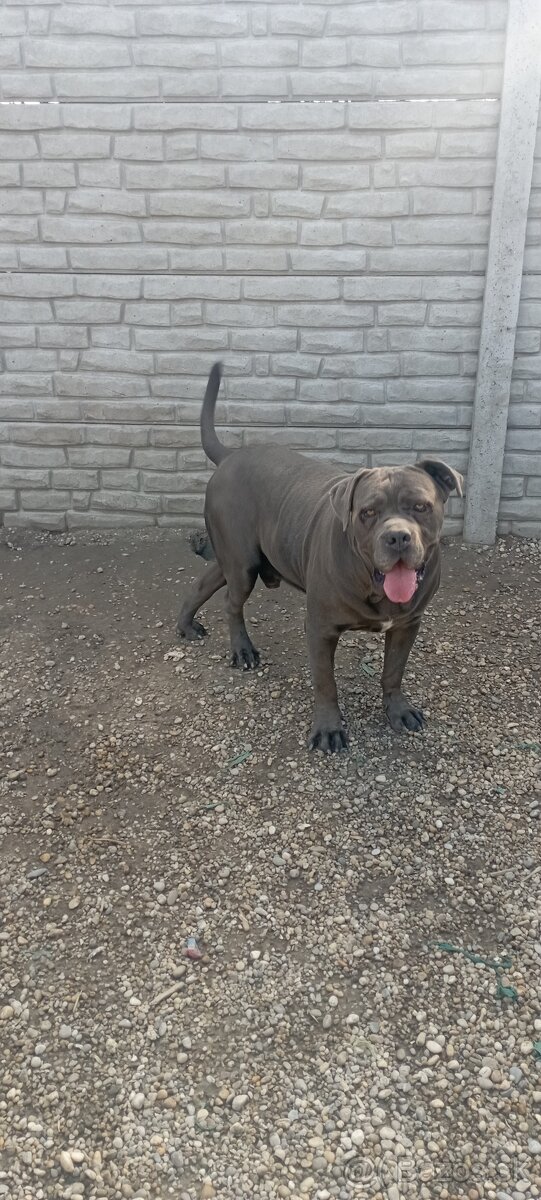 Cane Corso šteniatko - 4