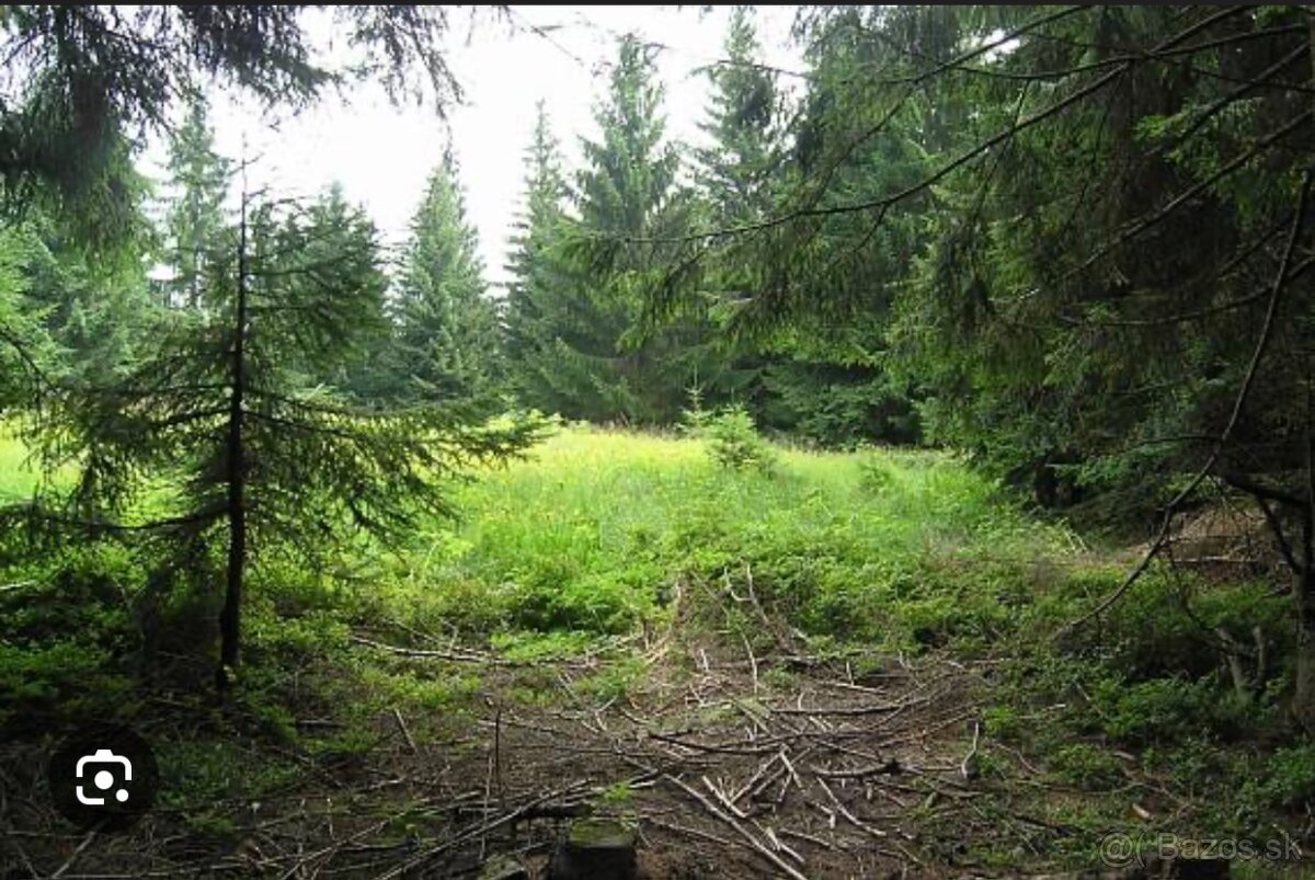 Mam záujem o hličnatý les. - 4