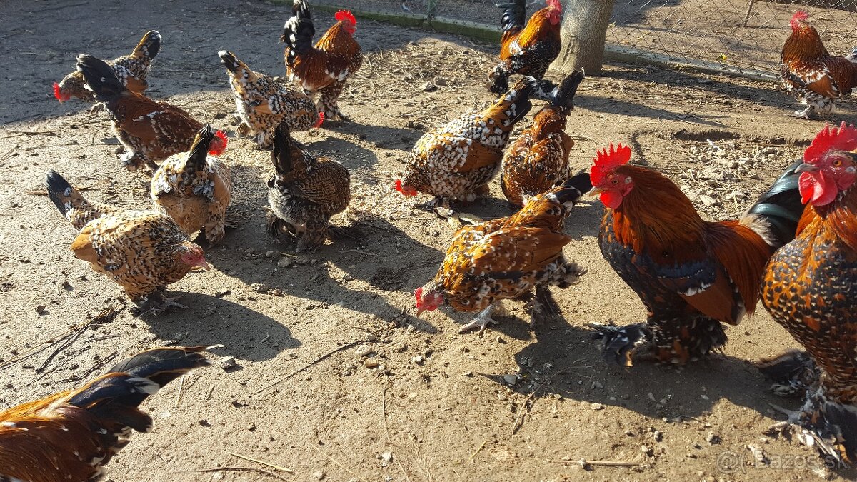 Kohút liliputky - 4