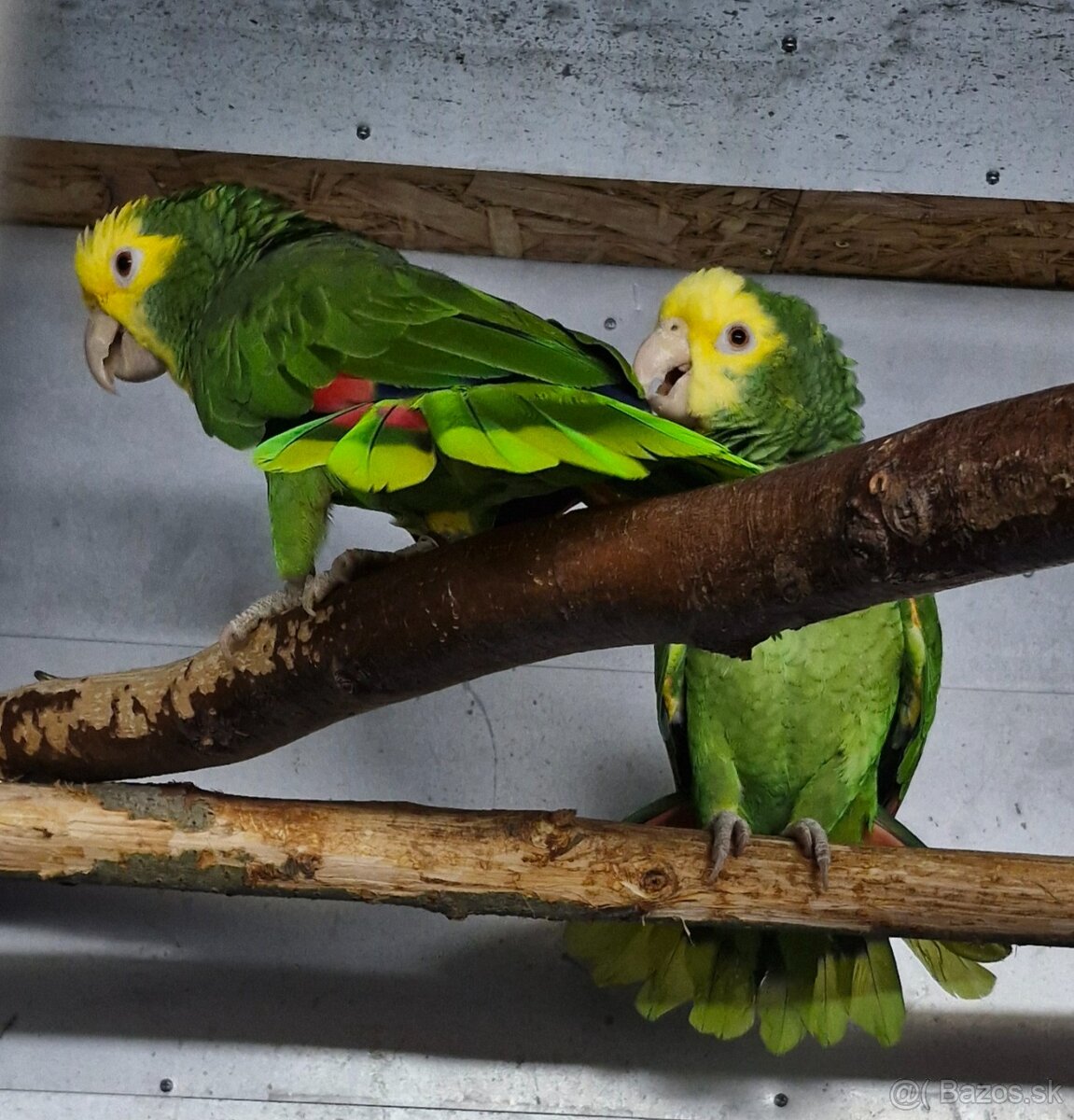 Amazoňan oratrix - 4