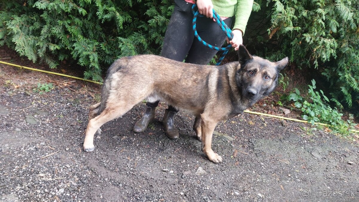 Nemecký belgický ovciak - 4