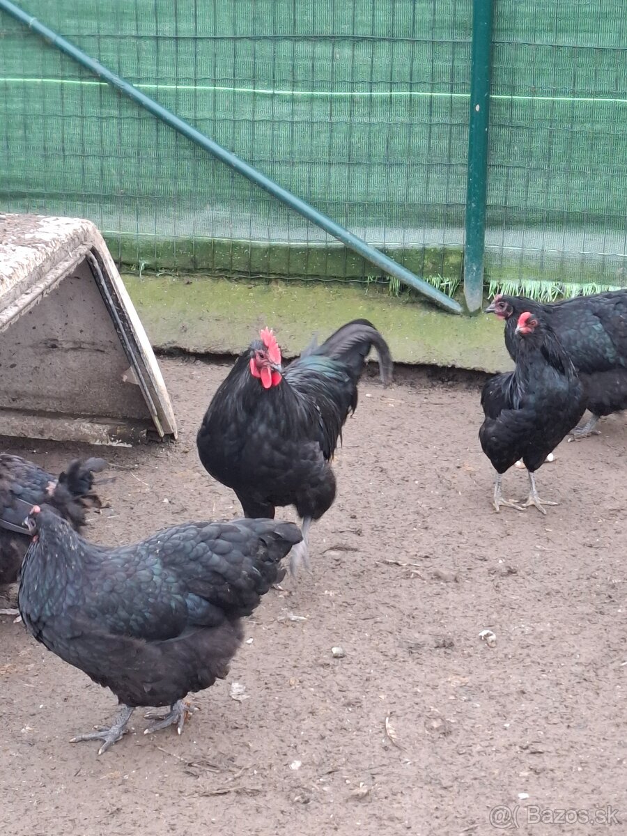 Australorpka cierna - 4