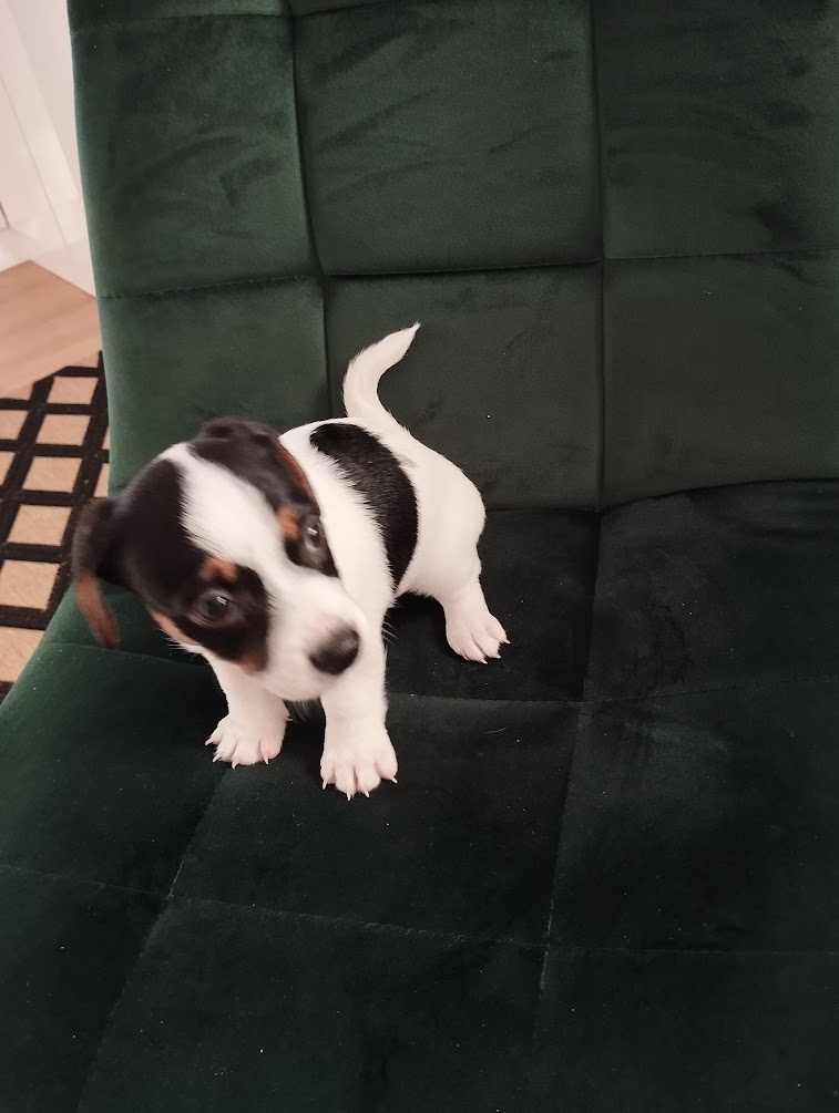 Jack Russel terier - 4