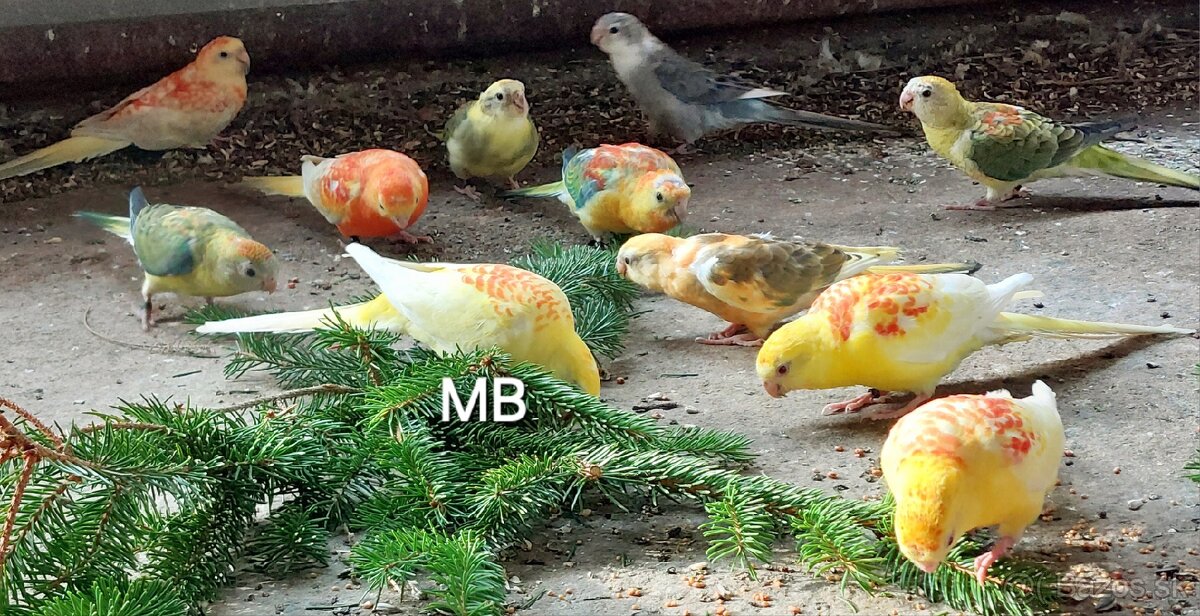 Papagaje spevavé - 4