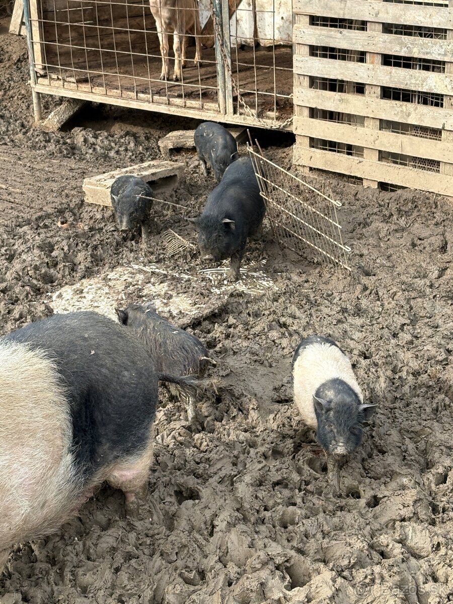 Predam vietnamske prasata - 4