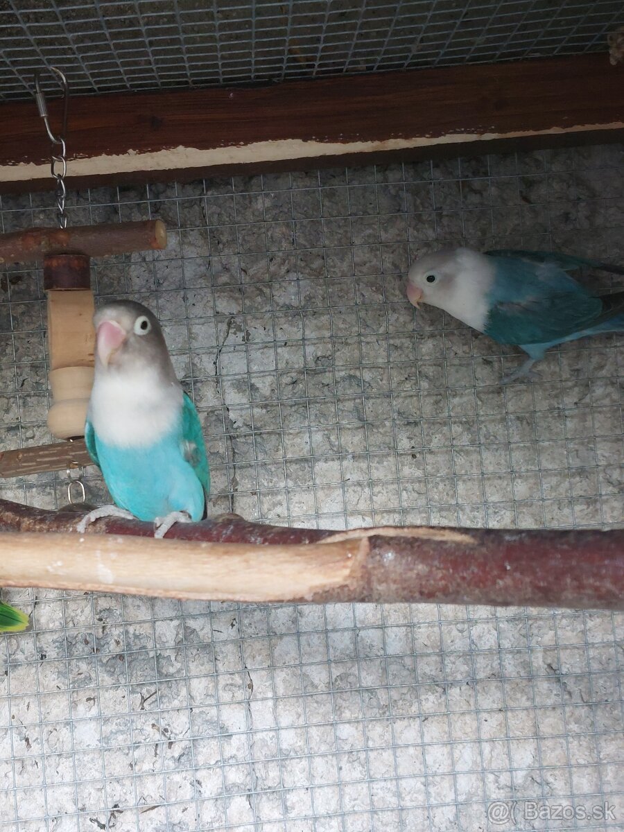 Agapornis fisher - 4