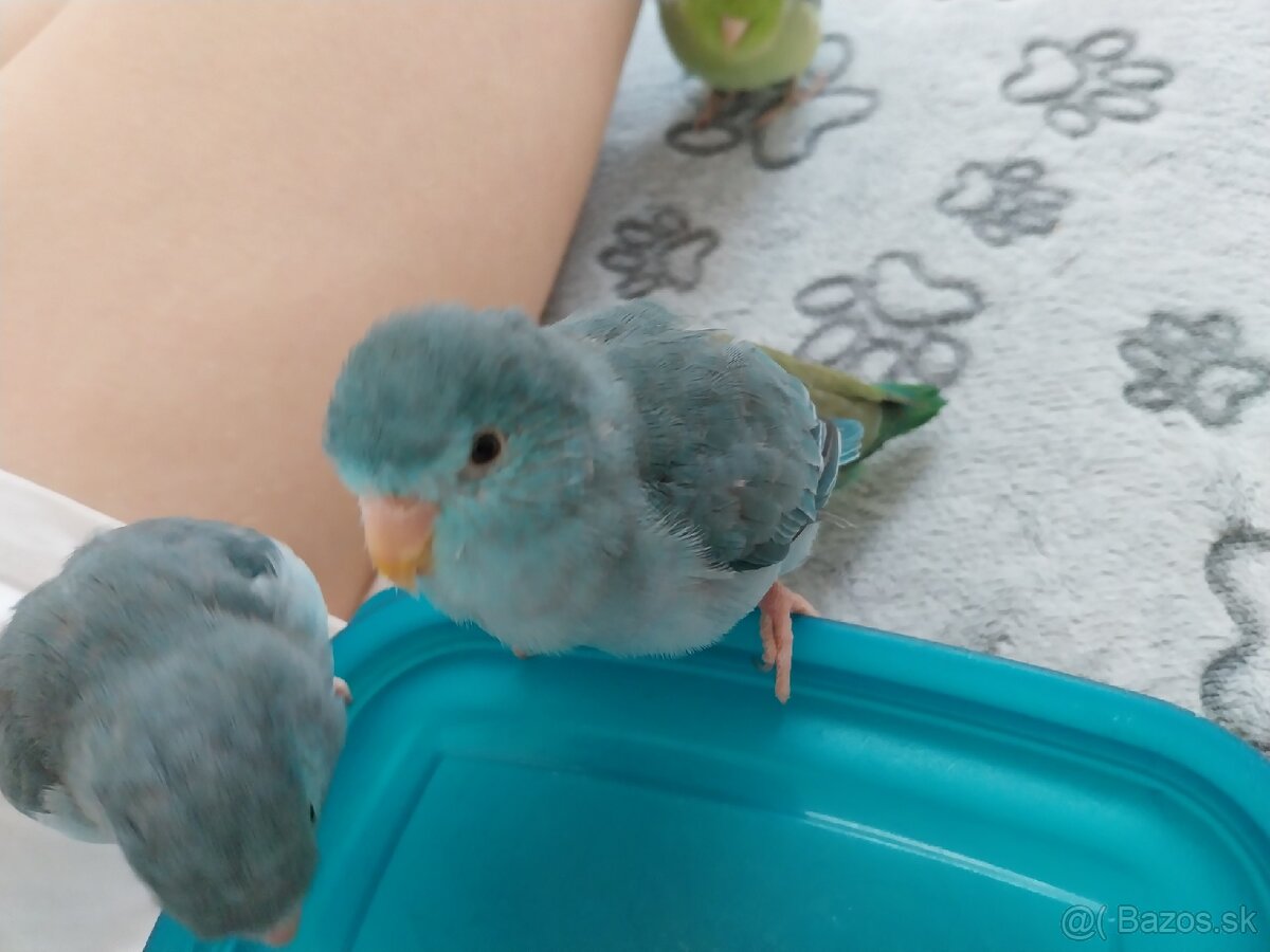 Predávam Forpusy - 4